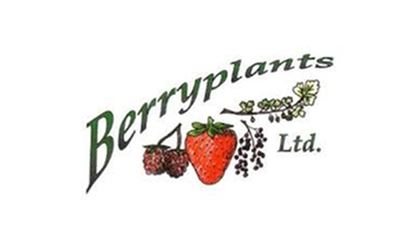 Berry plants