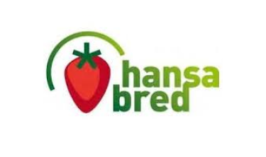 Hansa Bred